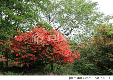 Mountain azalea of the mountain of beauty 50158901
