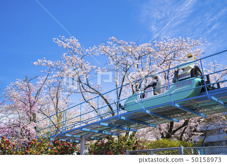 櫻花和遊樂園096 50158973