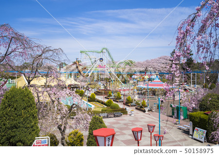 櫻花和遊樂園098 櫻花和遊樂園098 50158975