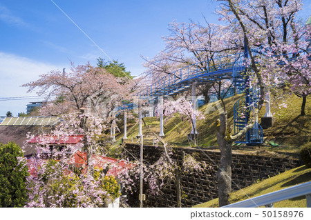 櫻花和遊樂園099 櫻花和遊樂園099 50158976