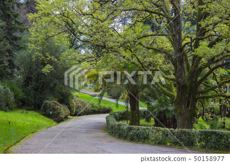 Russia, Sochi, territory of city park Dendrarium, Arboretum . Russia, Sochi, territory of city park Dendrarium, Arboretum . 50158977
