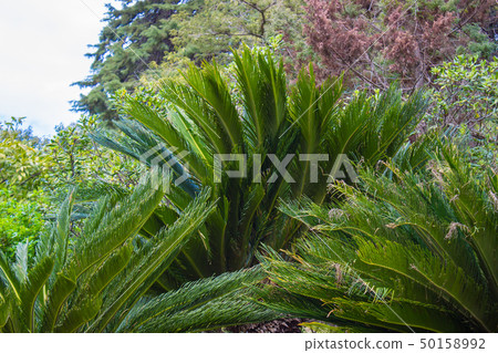 Cycas Revoluta plant in Sochi Dendrarium in Spring Cycas Revoluta plant in Sochi Dendrarium in Spring 50158992