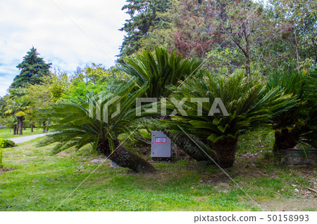 Cycas Revoluta plant in Sochi Dendrarium in Spring Cycas Revoluta plant in Sochi Dendrarium in Spring 50158993