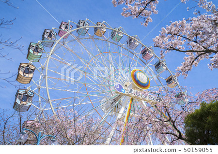 櫻花和遊樂園032 櫻花和遊樂園032 50159055