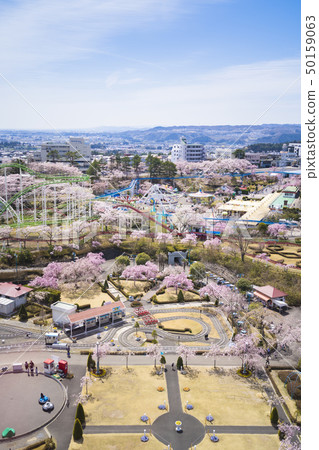 Cherry blossoms and amusement park 040 Cherry blossoms and amusement park 040 50159063