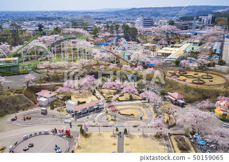 櫻花和遊樂園042 櫻花和遊樂園042 50159065