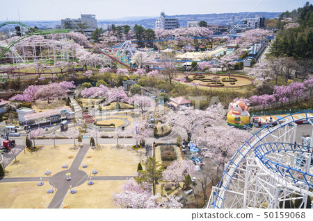櫻花和遊樂園045 櫻花和遊樂園045 50159068