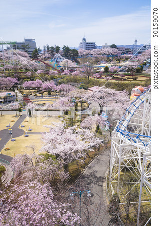 櫻花和遊樂園047 櫻花和遊樂園047 50159070