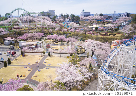 櫻花和遊樂園048 櫻花和遊樂園048 50159071