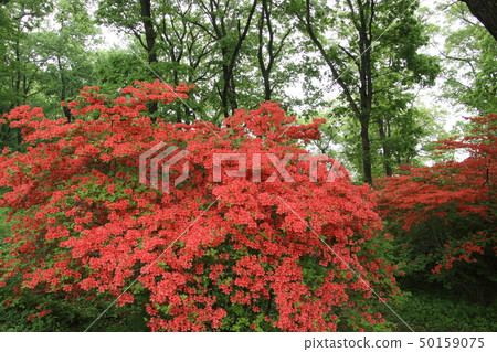Mountain azalea of Nihon Kijima 50159075