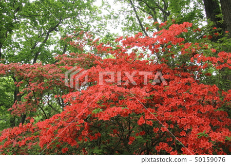 Mountain azalea of Nihon Kijima Mountain azalea of Nihon Kijima 50159076