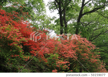 Mountain azalea of Nihon Kijima Mountain azalea of Nihon Kijima 50159077