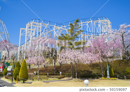 櫻花和遊樂園064 櫻花和遊樂園064 50159097