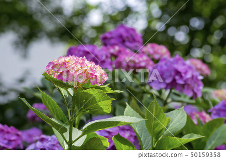 hydrangea hydrangea 50159358