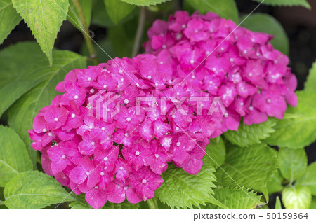 hydrangea   50159364