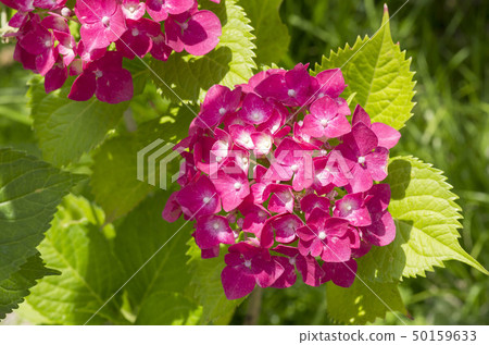 hydrangea   hydrangea   50159633