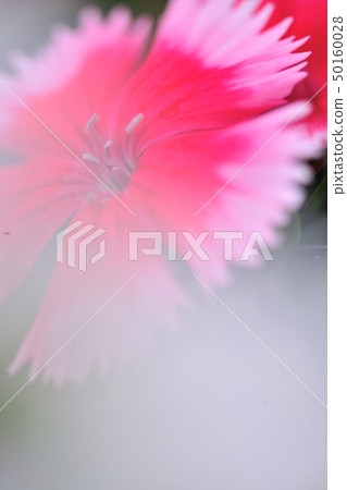 Sekichic flower in full bloom Sekichic flower in full bloom 50160028