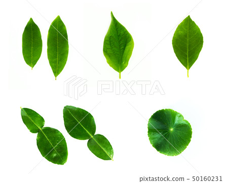 Close up of green leaves on white background. 50160231