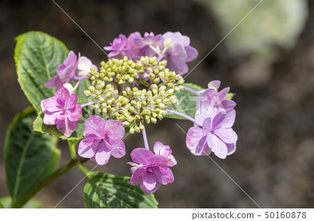  Gaku hydrangea 50160878