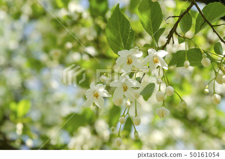 自我花 自我花 50161054