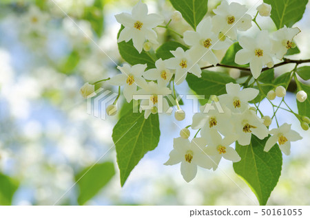 自我花 自我花 50161055
