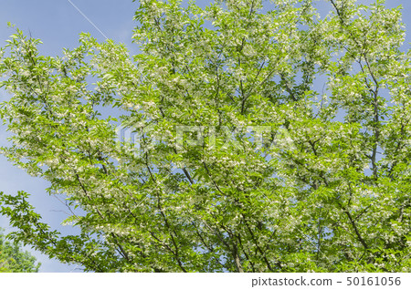 自我花 自我花 50161056