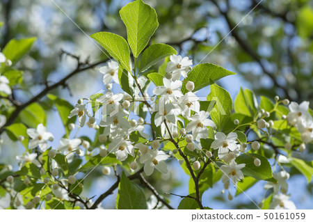 自我花 自我花 50161059