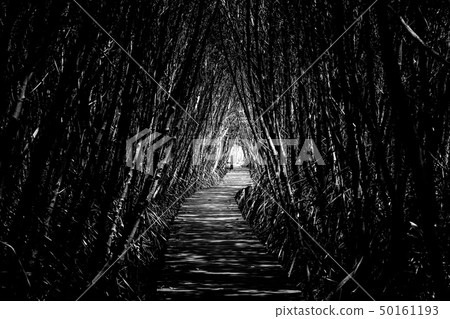 Black and White Tree tunnel with walkway, The 50161193