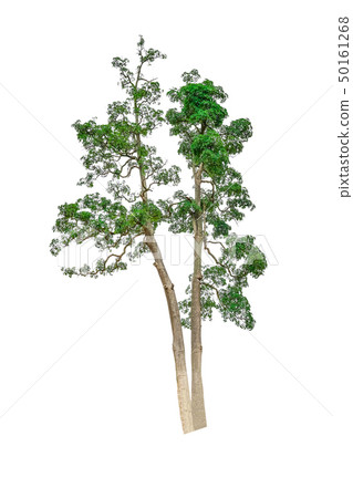 Isolated Simple normal tree on white background, Isolated Simple normal tree on white background, 50161268