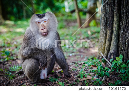 Male Southern pig-tailed macaque (Macaca Male Southern pig-tailed macaque (Macaca 50161270