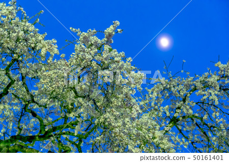 Cherry blossoms 50161401