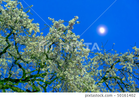 Cherry blossoms Cherry blossoms 50161402