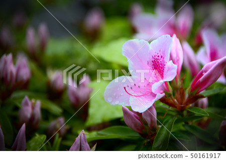 多雨的花朵 50161917