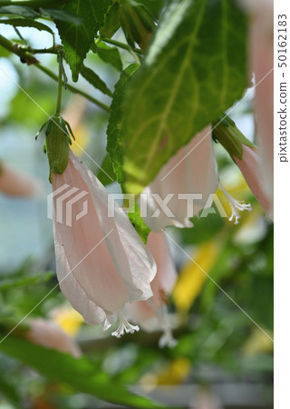UNAKUSHI FUYOU UNAKUSHI FUYOU 50162183