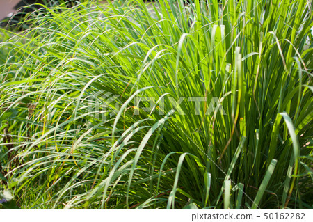 Lemongrass or Lapine or West Indian Lemongrass or Lapine or West Indian 50162282