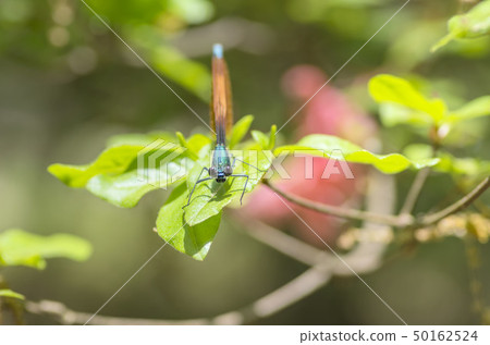 蜻蜓 50162524