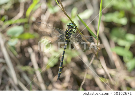 Onyangma Onyangma 50162671