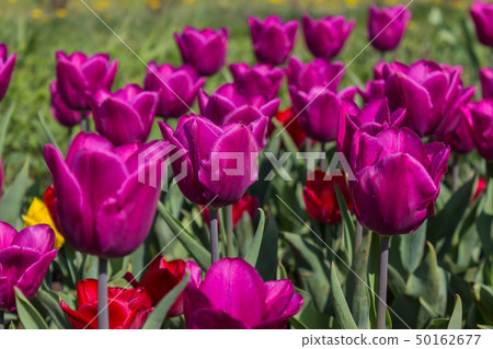 The tulip is a perennial, bulbous plant with showy flowers in the genus Tulipa The tulip is a perennial, bulbous plant with showy flowers in the genus Tulipa 50162677