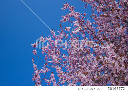 Cherry Blossom with Soft focus, Sakura season in korea,Background Cherry Blossom with Soft focus, Sakura season in korea,Background 50162772