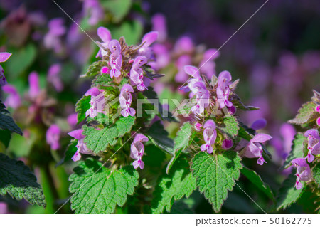 Spotted dead-nettle Lamium maculatum plant in spring 50162775
