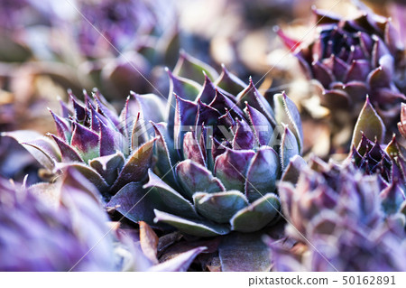 houseleaks (Sempervivum tectorum) background - houseleaks (Sempervivum tectorum) background - 50162891