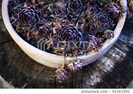houseleaks (Sempervivum tectorum) background - houseleaks (Sempervivum tectorum) background - 50162892