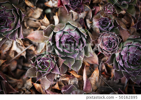 houseleaks (Sempervivum tectorum) background - houseleaks (Sempervivum tectorum) background - 50162895