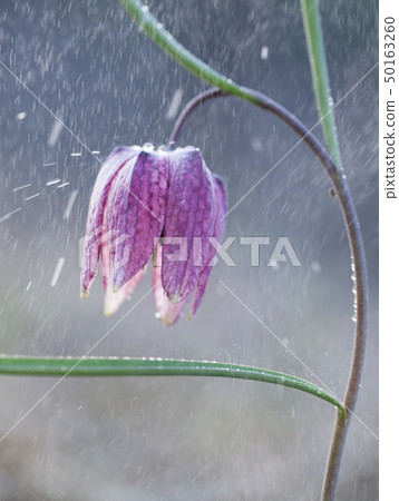 endangered wild Chess Flower in rain  (Fritillaria 50163260