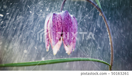 endangered wild Chess Flower in rain  (Fritillaria 50163261