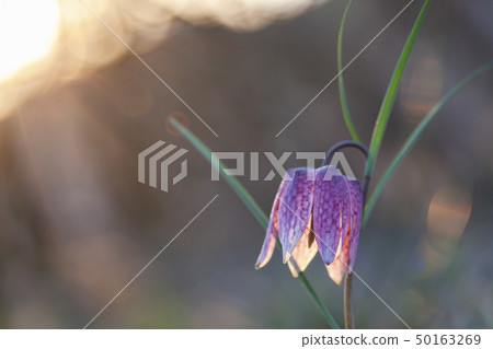 endangered wild Chess Flower in beautiful sunset endangered wild Chess Flower in beautiful sunset 50163269
