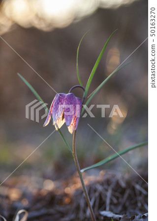 endangered wild Chess Flower in beautiful sunset endangered wild Chess Flower in beautiful sunset 50163270