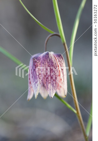 endangered wild Chess Flower in beautiful sunset endangered wild Chess Flower in beautiful sunset 50163272