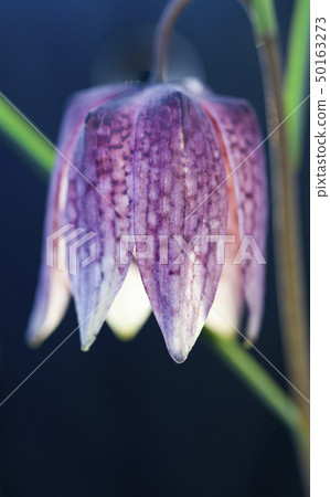 endangered wild Chess Flower in beautiful sunset 50163273