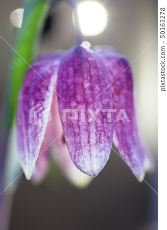 endangered wild Chess Flower in beautiful sunset 50163278